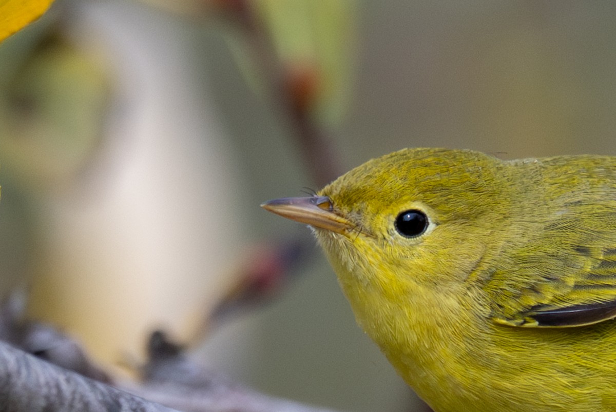 Yellow Warbler (Northern) - ML643884081