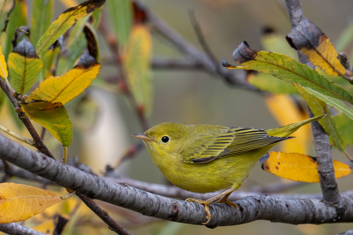 Yellow Warbler (Northern) - ML643884083