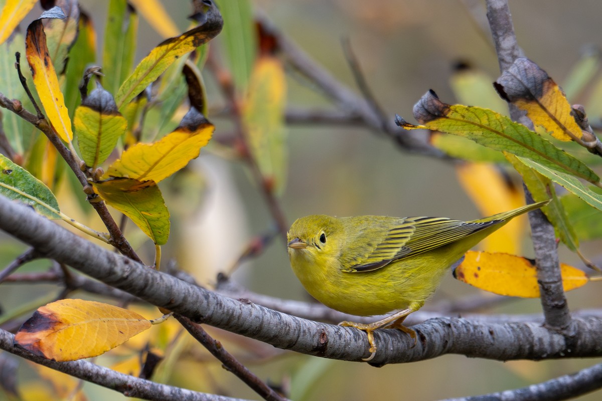 Yellow Warbler (Northern) - ML643884084
