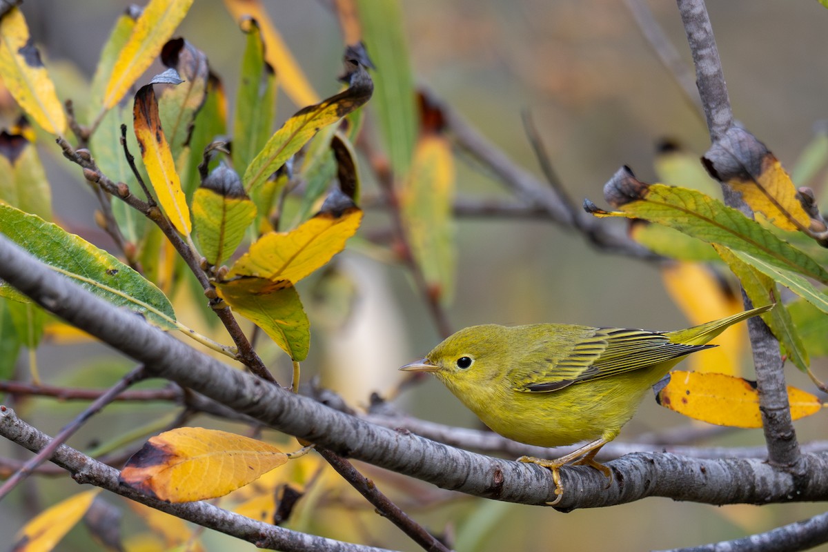 Yellow Warbler (Northern) - ML643884085