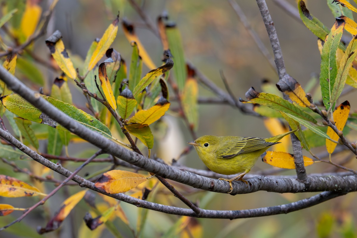 Yellow Warbler (Northern) - ML643884086