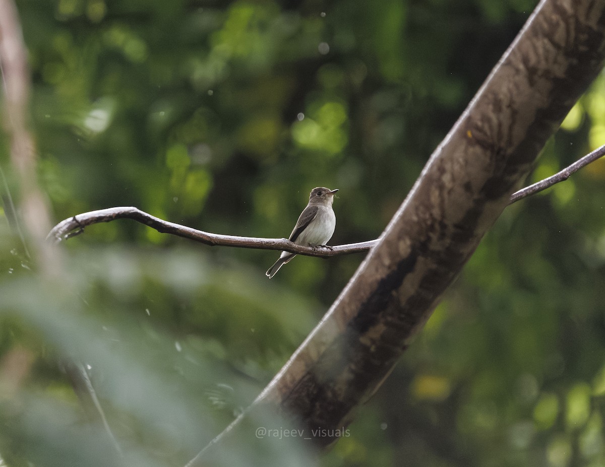 Asian Brown Flycatcher - ML643884090