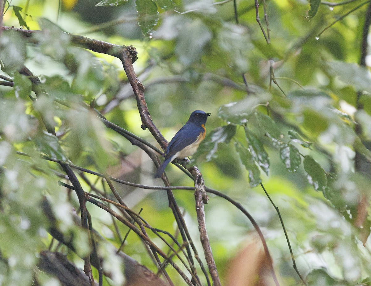 Blue-throated Flycatcher - ML643884098