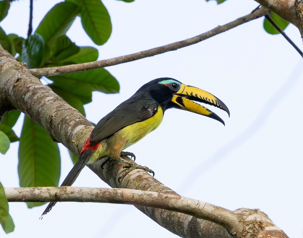 Lettered Aracari - ML643884102