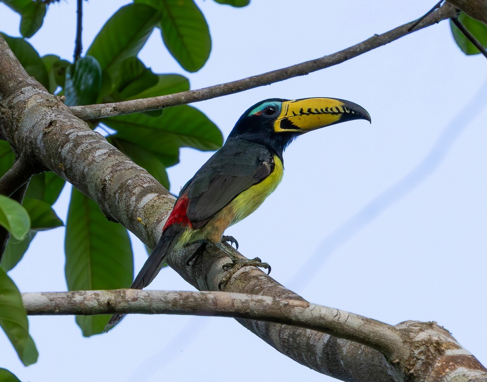 Lettered Aracari - ML643884103