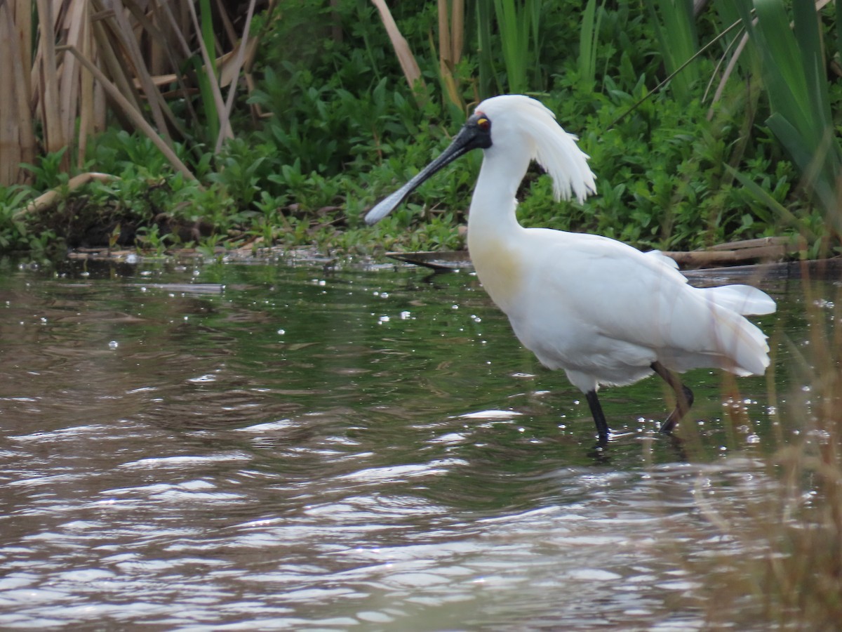 Royal Spoonbill - ML643884105