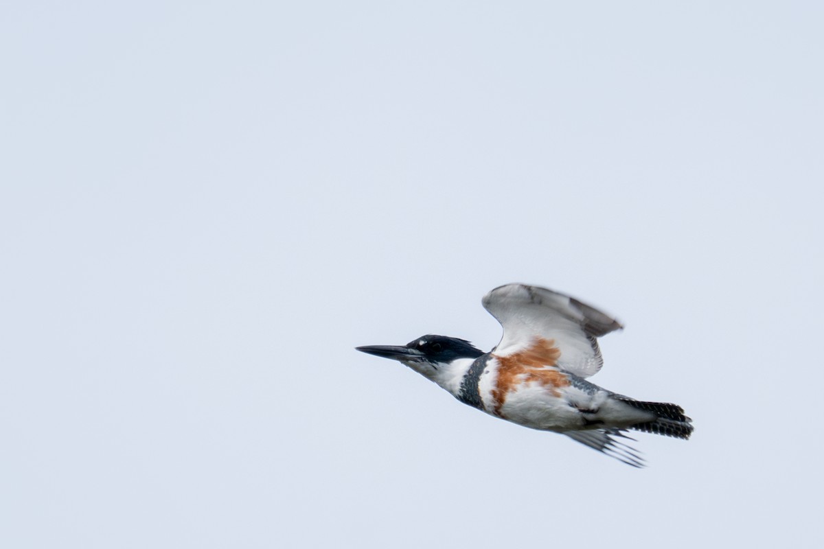 Belted Kingfisher - ML643884108