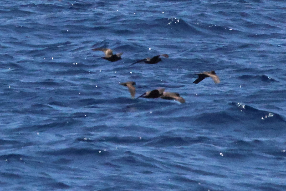 Least Storm-Petrel - ML643884117