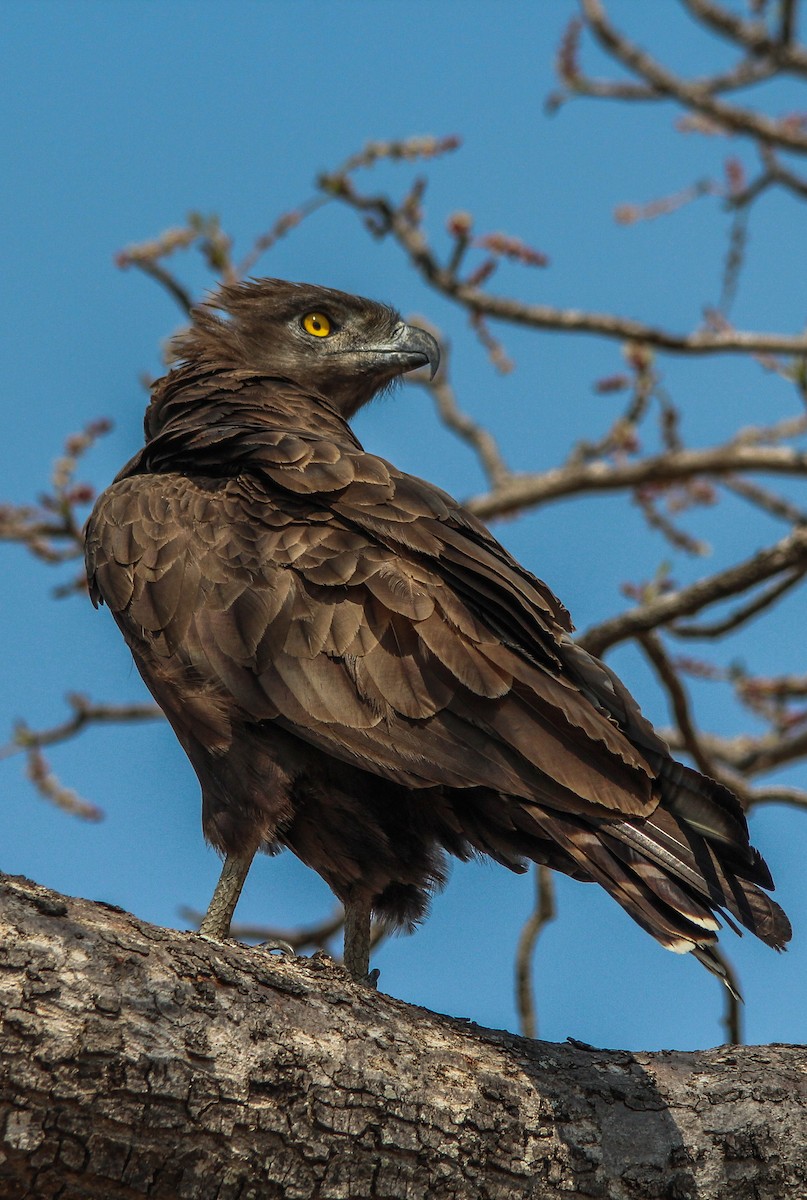 Brown Snake-Eagle - ML643884145