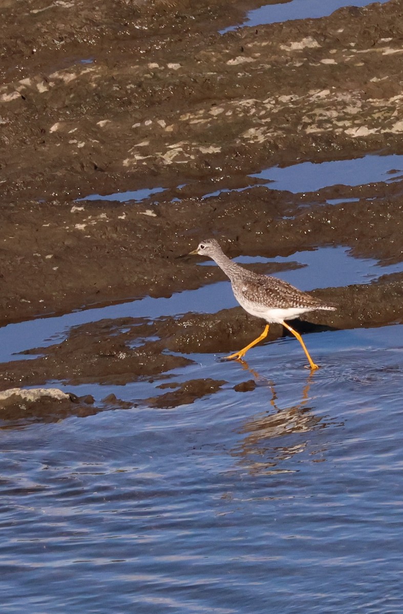 Greater Yellowlegs - ML643884193