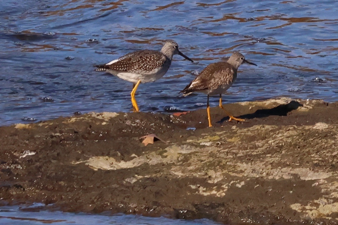 Greater Yellowlegs - ML643884216