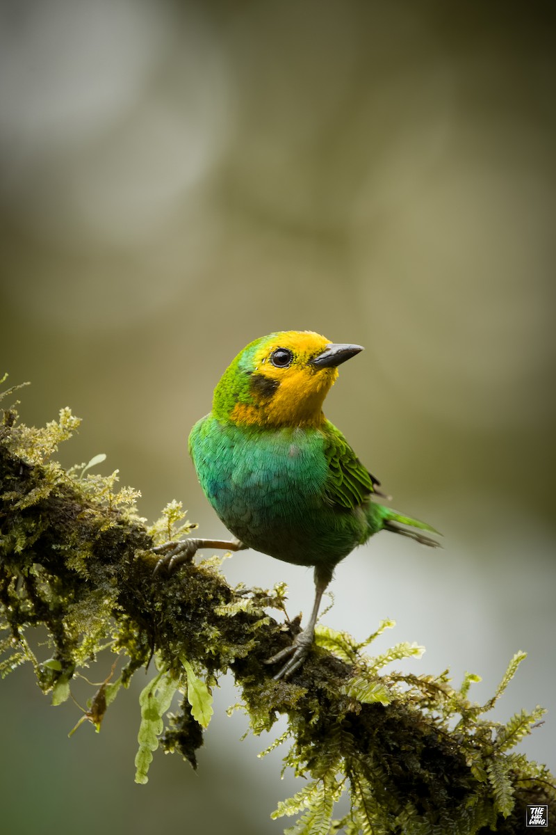 Multicolored Tanager - ML643884220