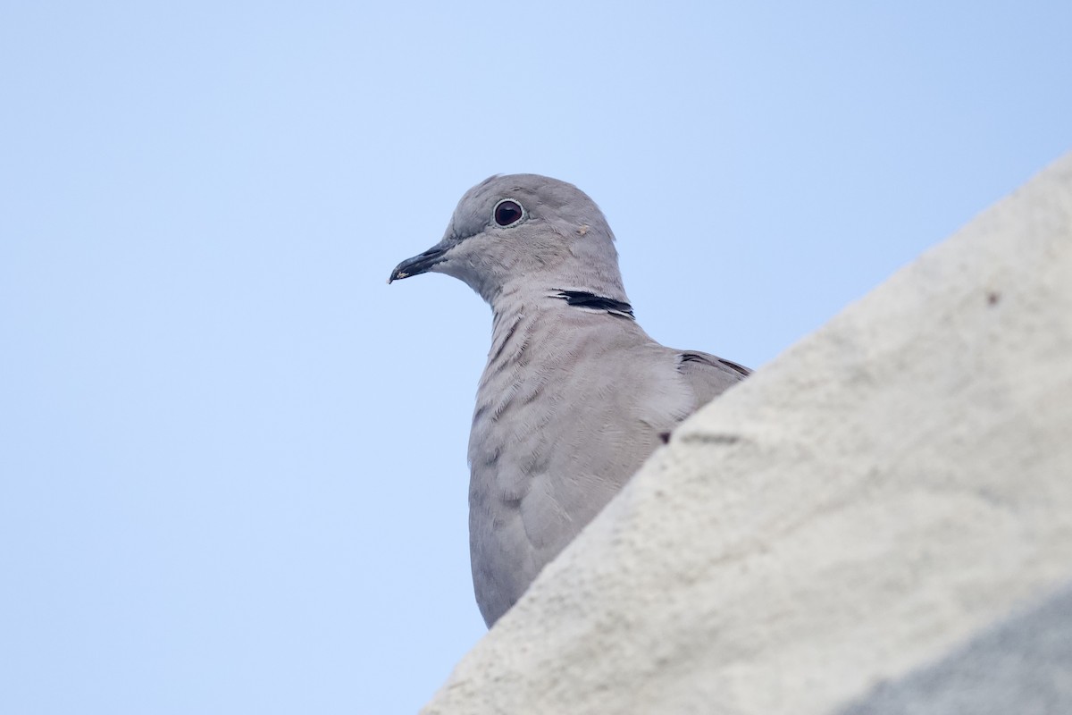 Türkentaube - ML643884223