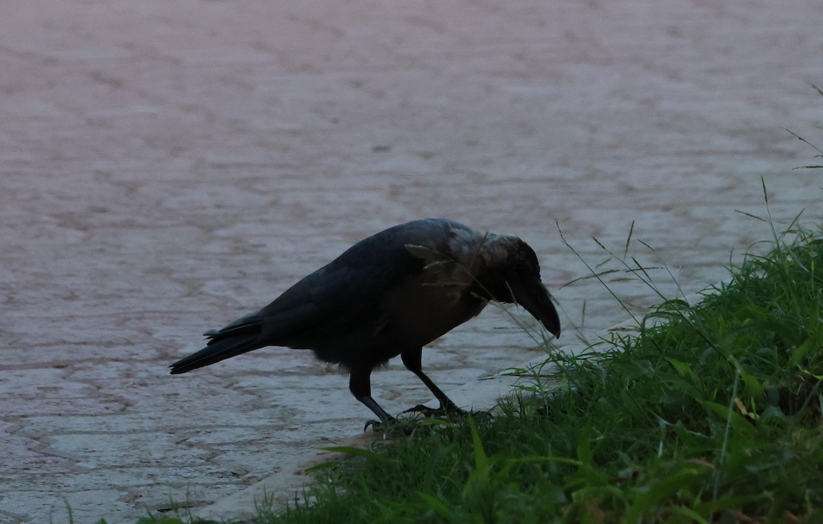 House Crow - ML643884225