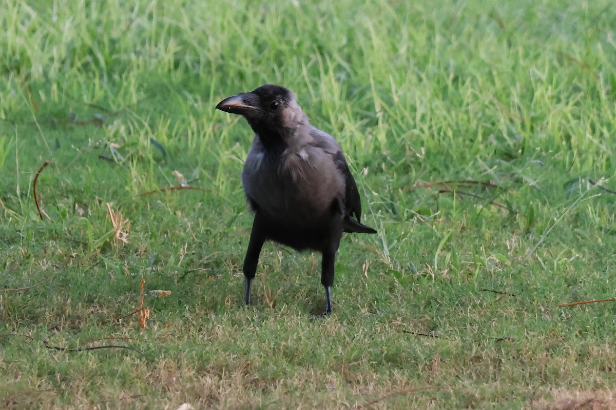 House Crow - ML643884226