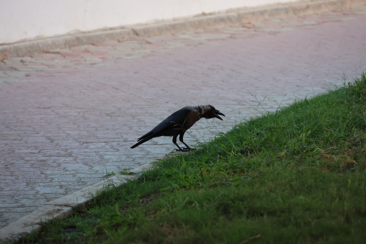 House Crow - ML643884228