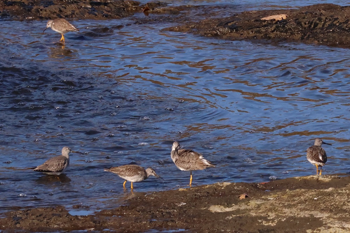 Greater Yellowlegs - ML643884235