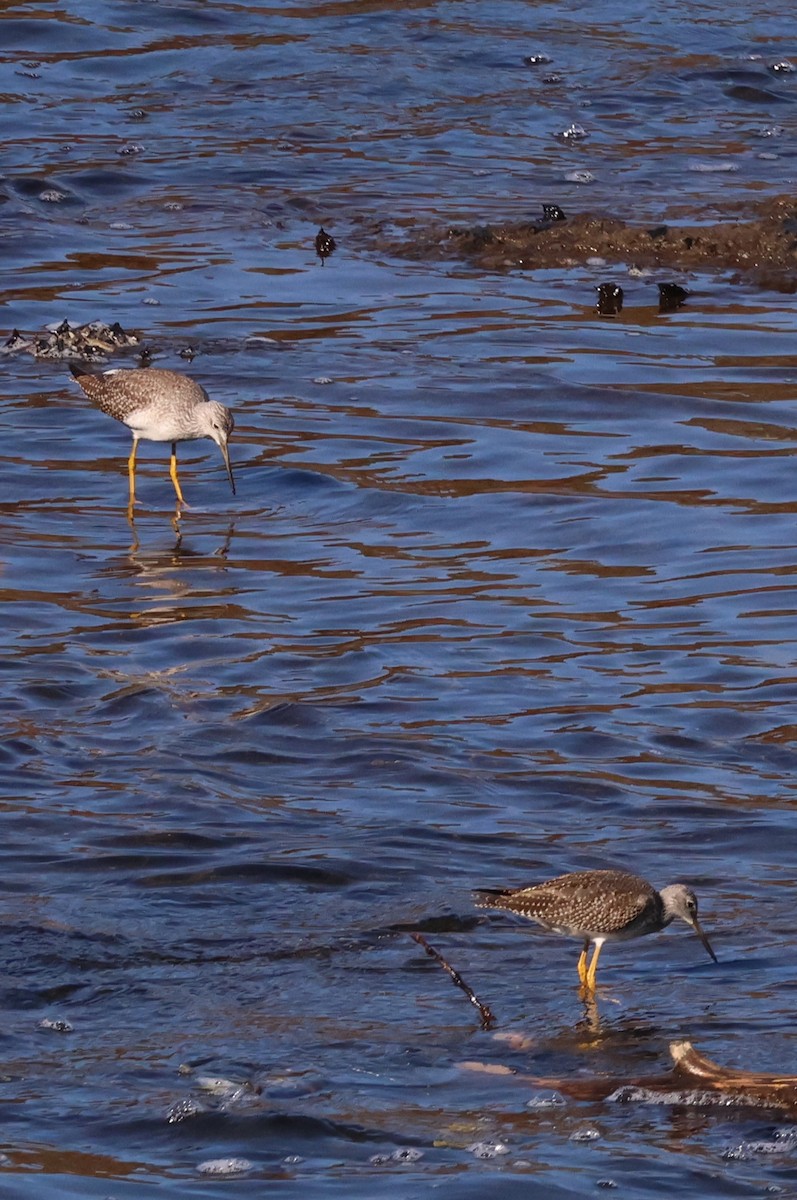 Greater Yellowlegs - ML643884236