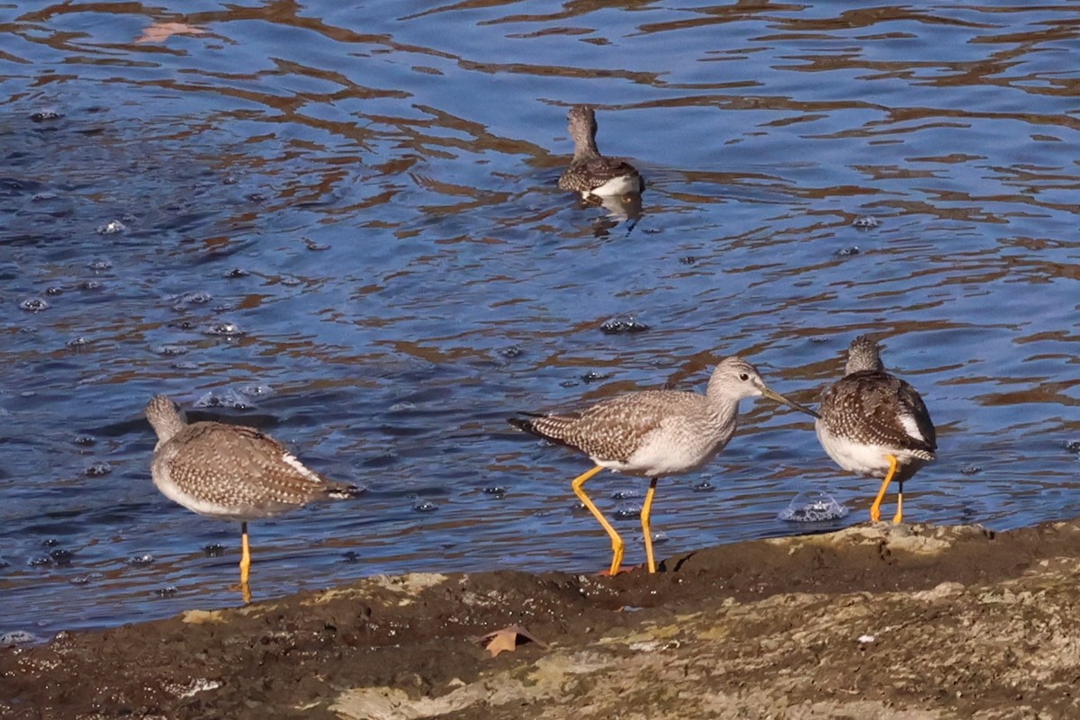 Greater Yellowlegs - ML643884237