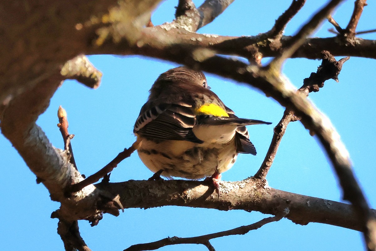 Yellow-rumped Warbler - ML643884249