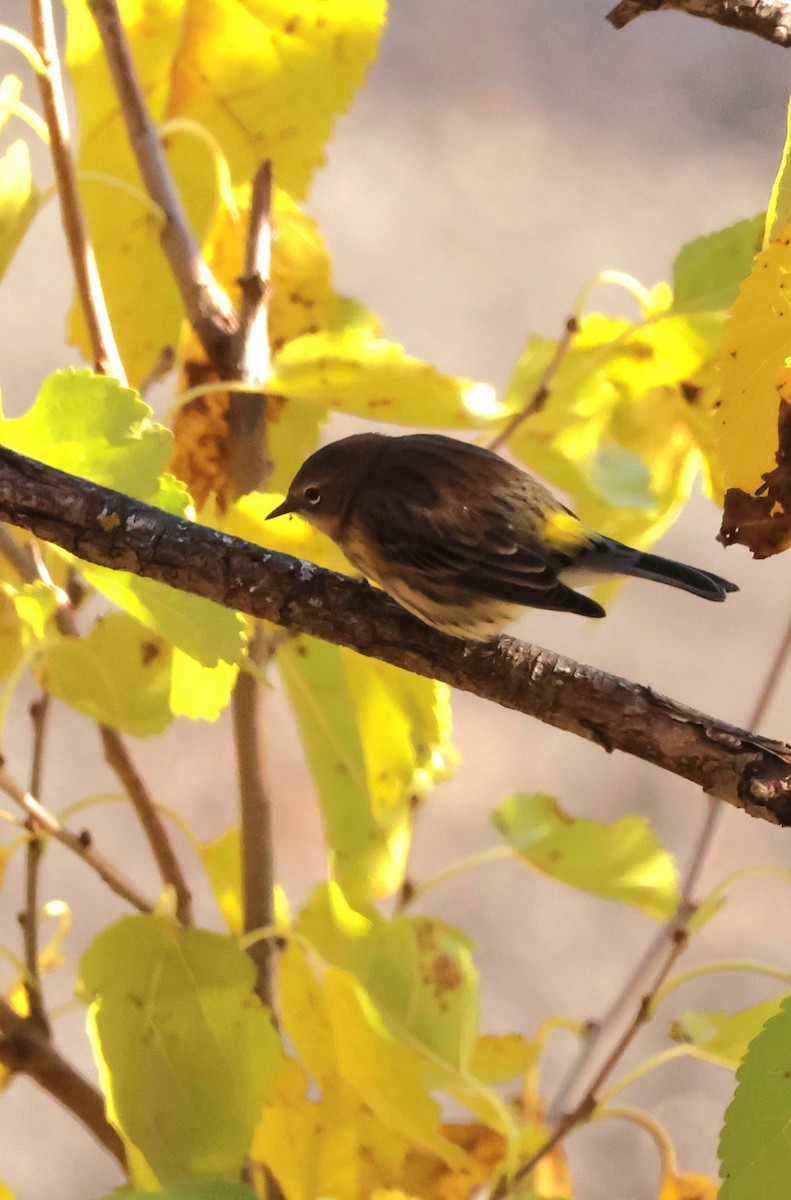 Yellow-rumped Warbler - ML643884252