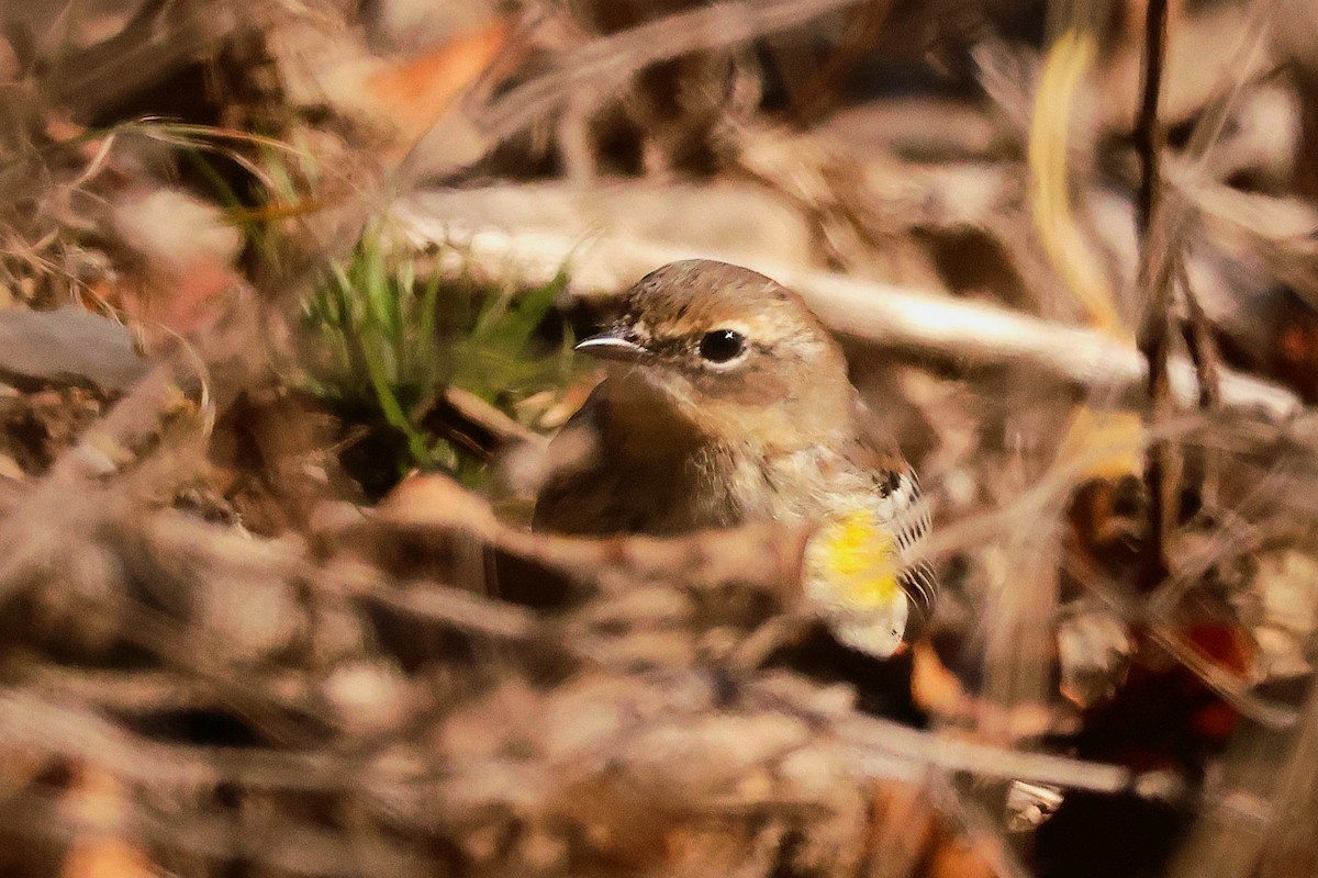 Yellow-rumped Warbler - ML643884254