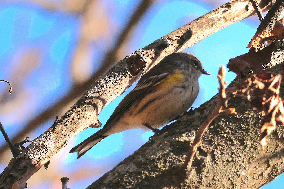 Yellow-rumped Warbler - ML643884256