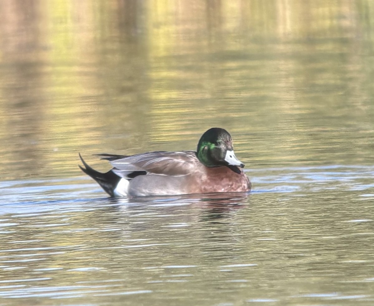 American Wigeon x Mallard (hybrid) - ML643884263