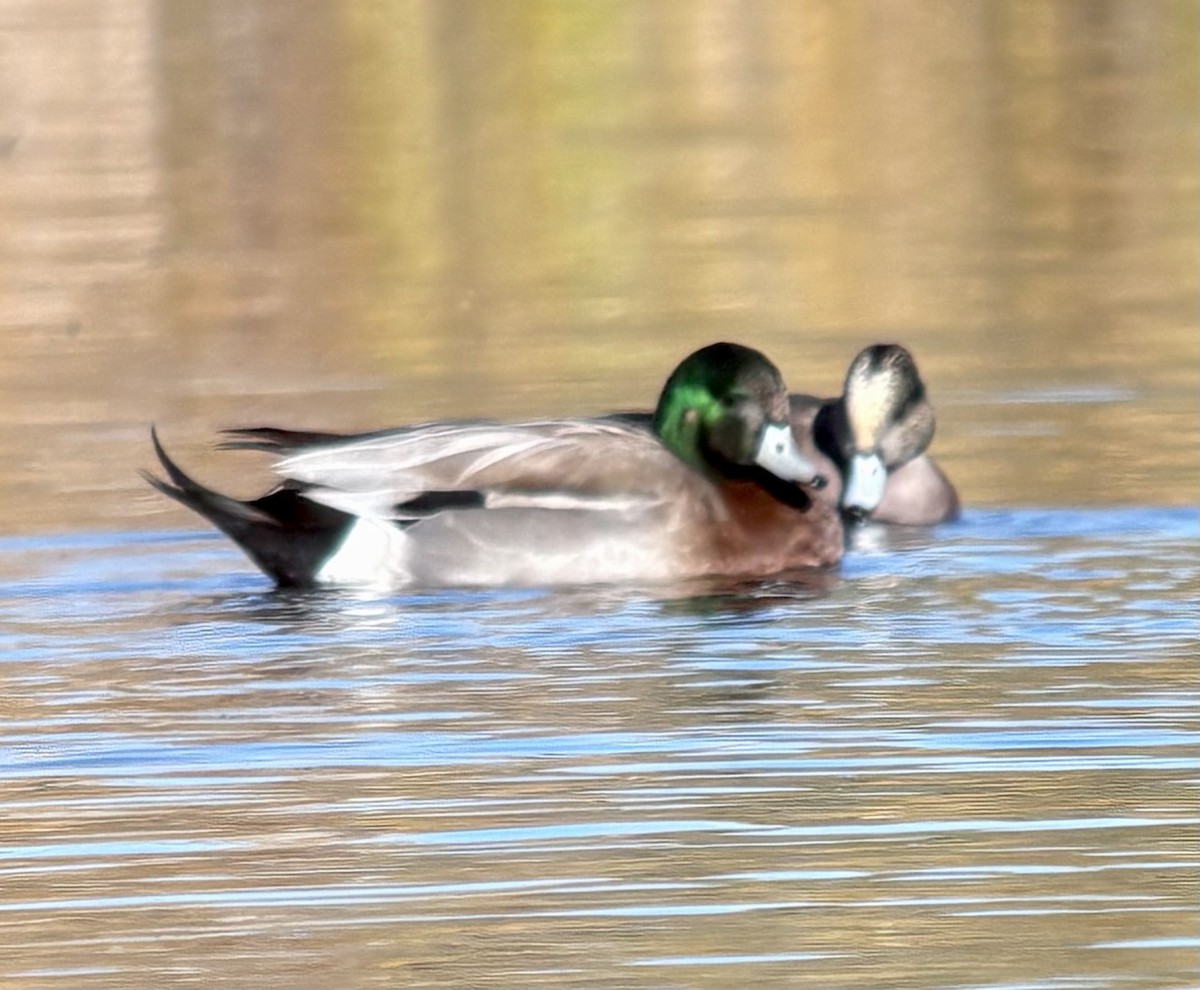 American Wigeon x Mallard (hybrid) - ML643884264
