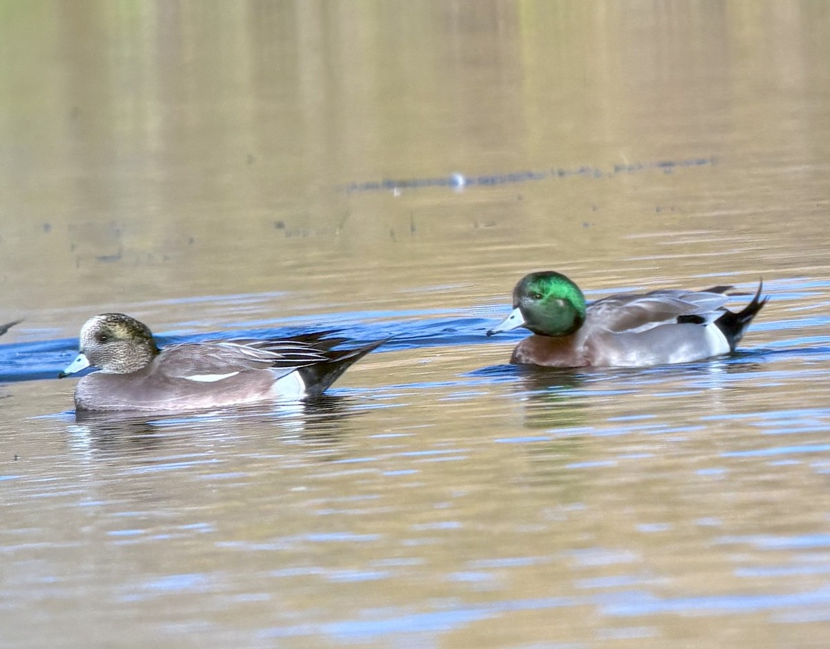 American Wigeon x Mallard (hybrid) - ML643884265