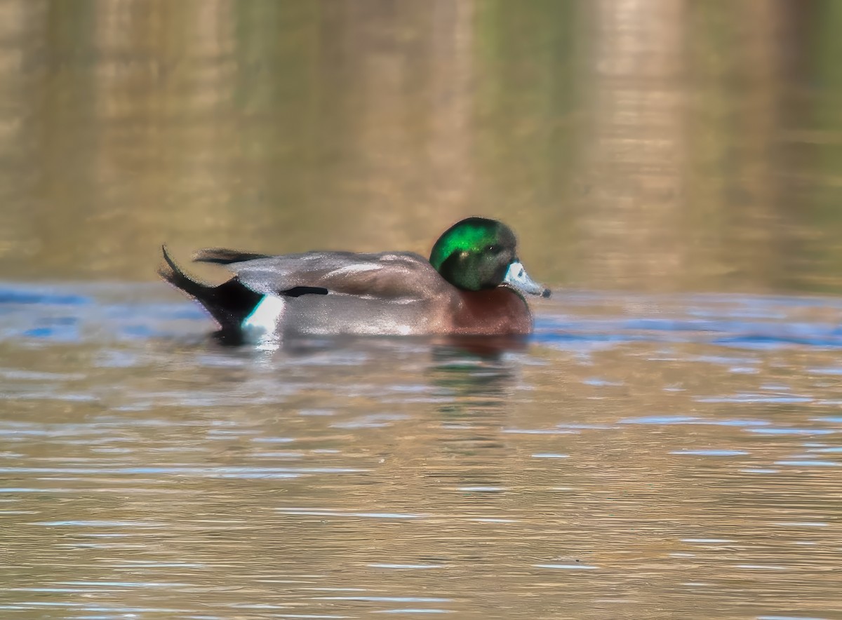 American Wigeon x Mallard (hybrid) - ML643884266