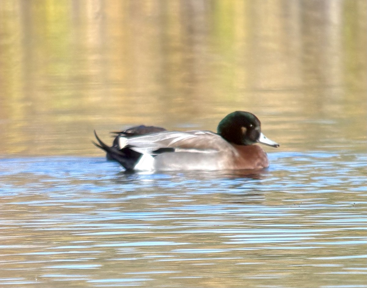 American Wigeon x Mallard (hybrid) - ML643884268
