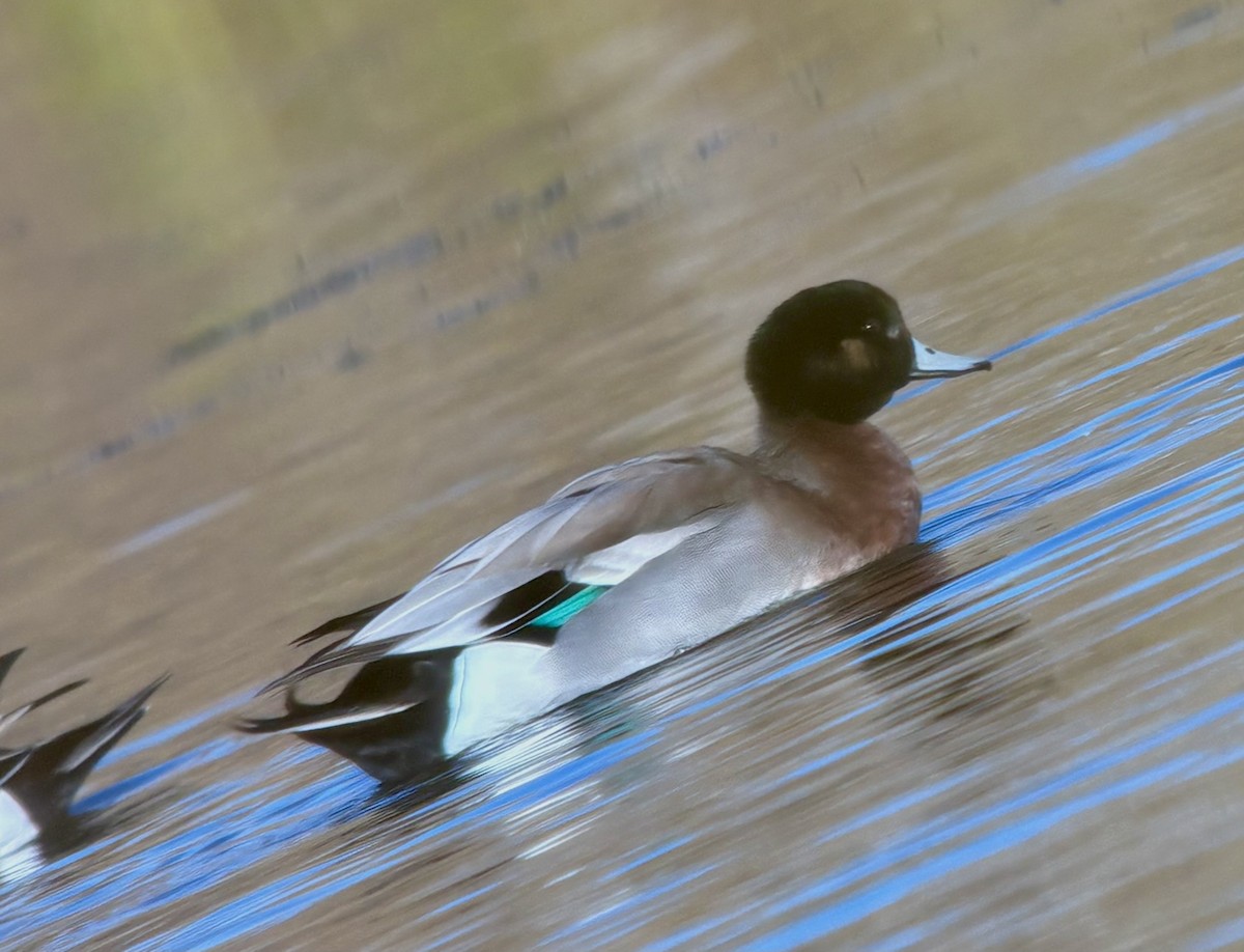 American Wigeon x Mallard (hybrid) - ML643884269