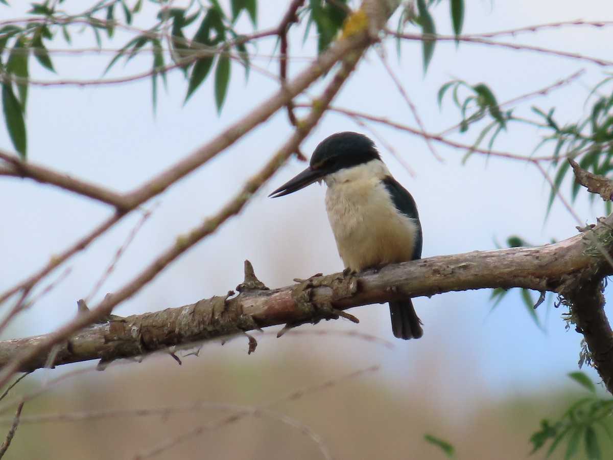 Sacred Kingfisher - ML643884271