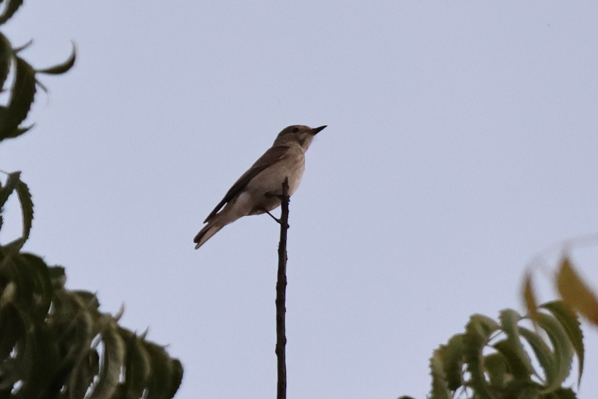Spotted Flycatcher - ML643884272