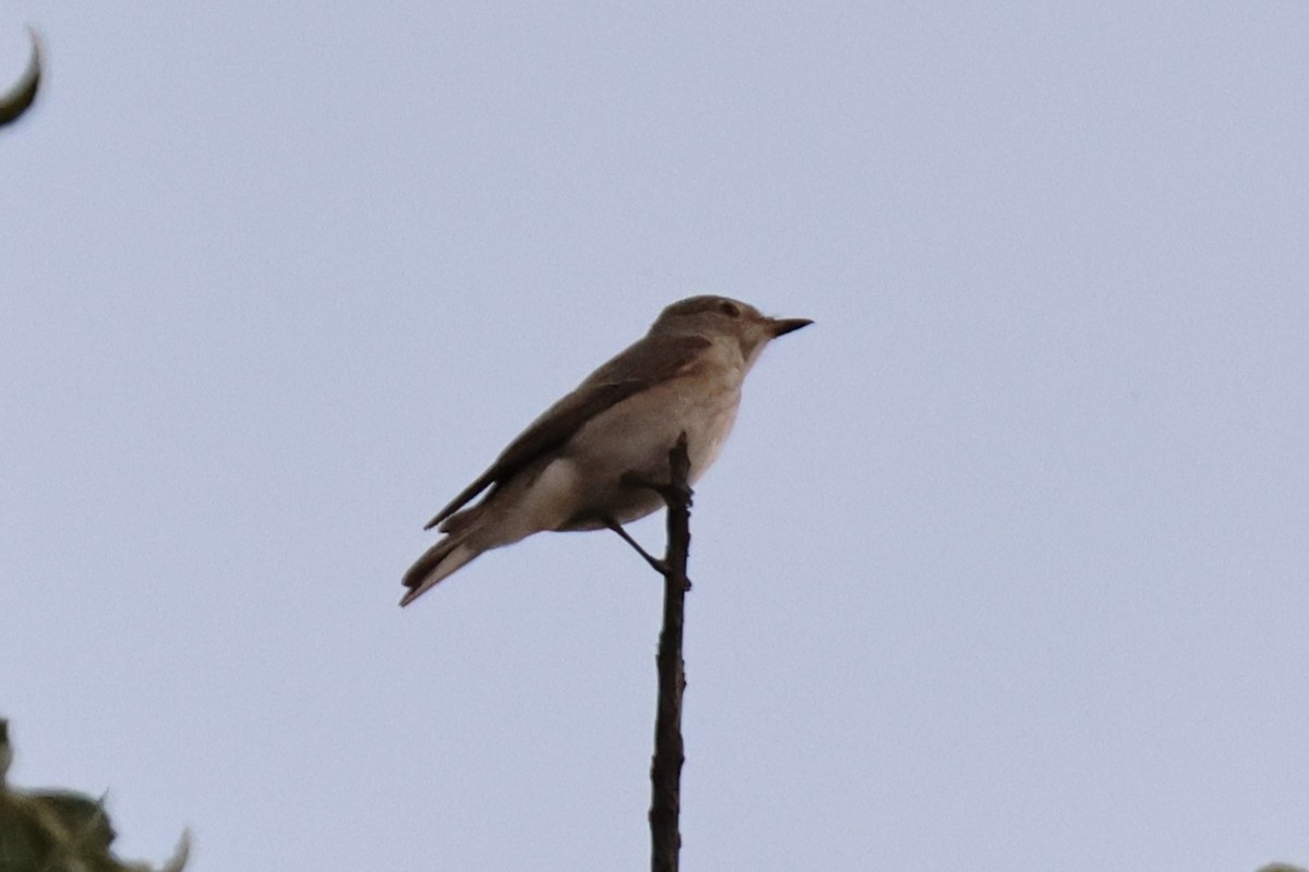 Spotted Flycatcher - ML643884273
