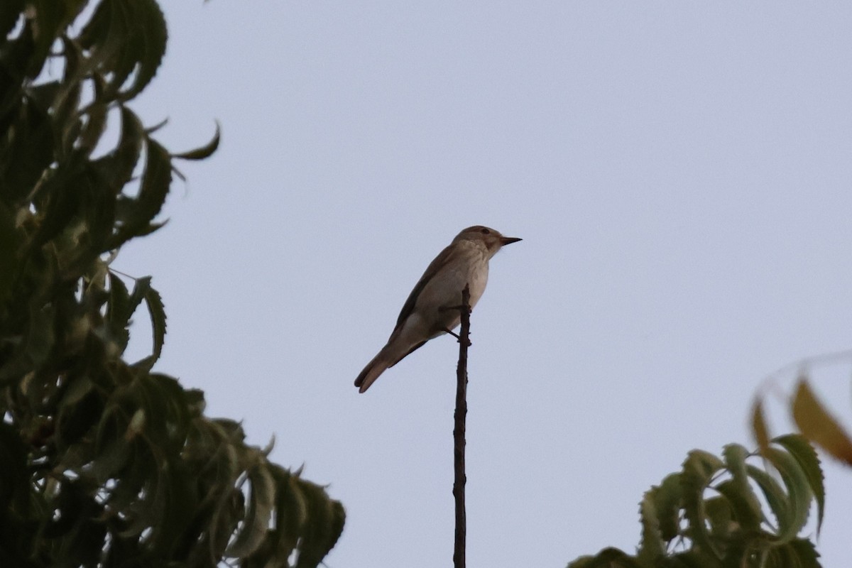 Spotted Flycatcher - ML643884274