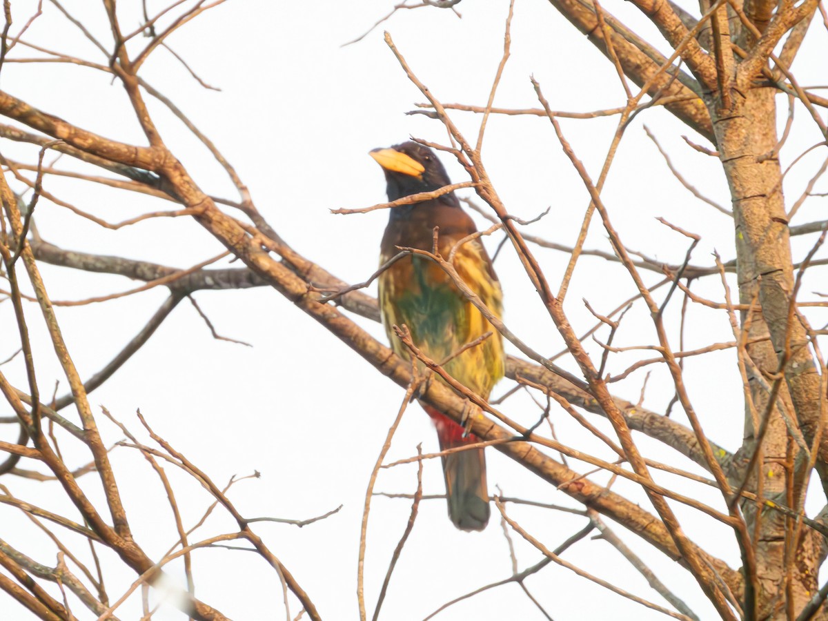 Great Barbet - ML643884306