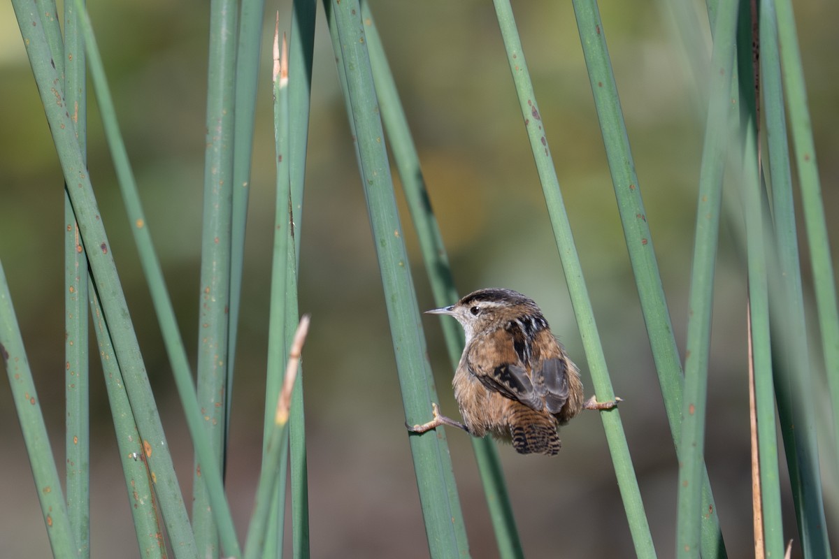 Marsh Wren - ML643884313