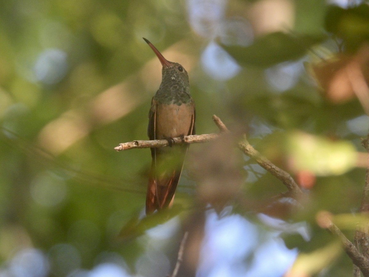 Buff-bellied Hummingbird - ML643884316