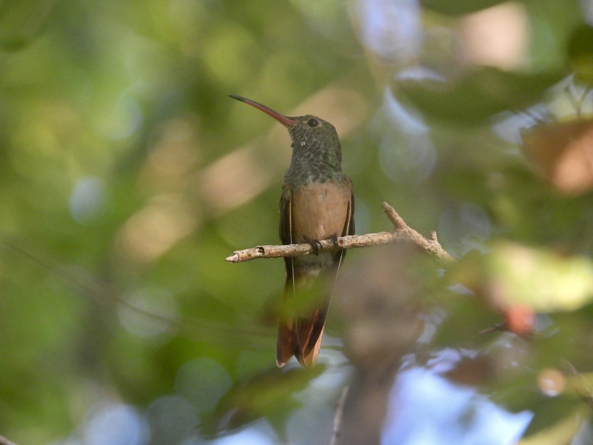 Buff-bellied Hummingbird - ML643884318
