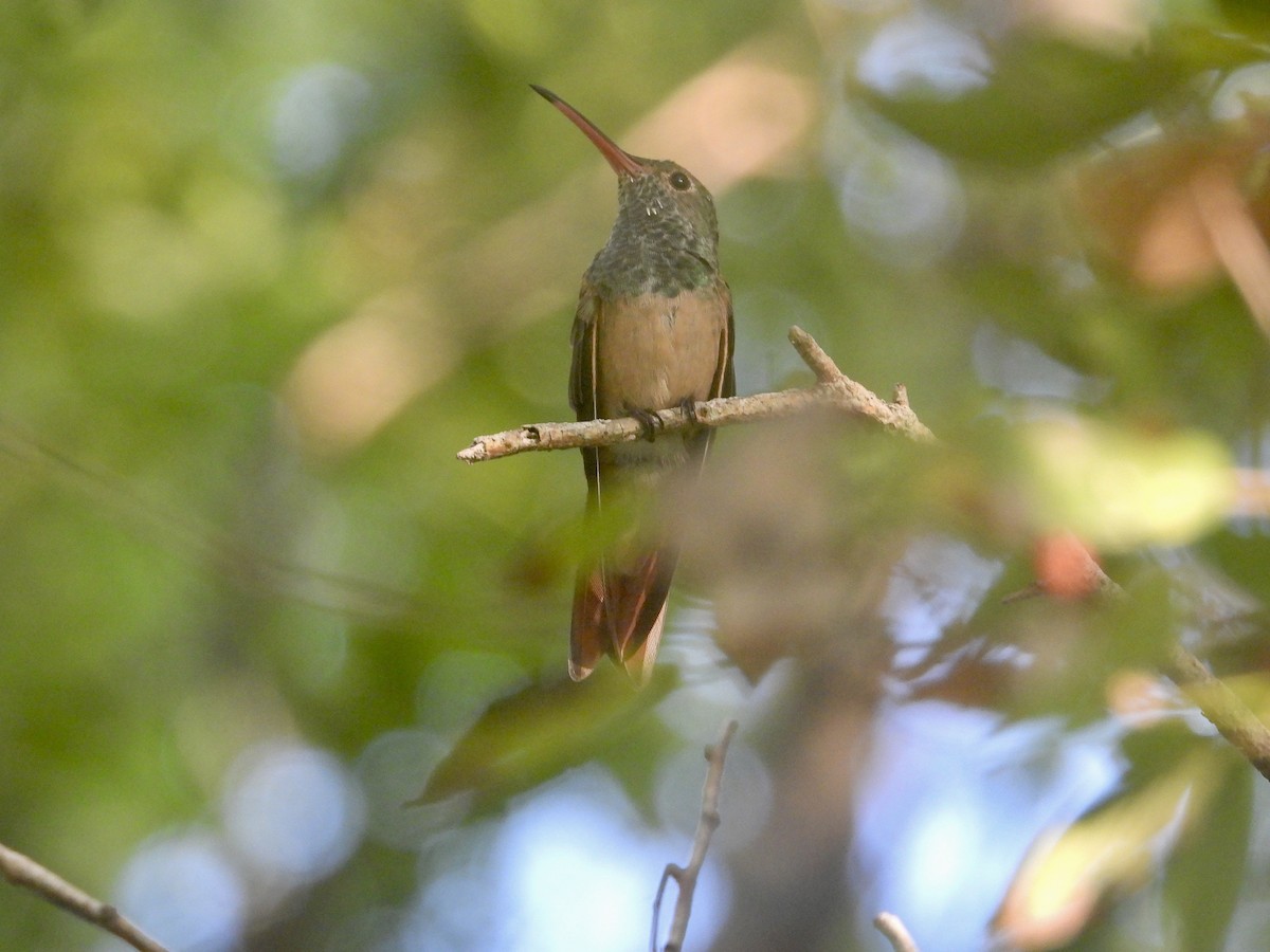 Buff-bellied Hummingbird - ML643884322