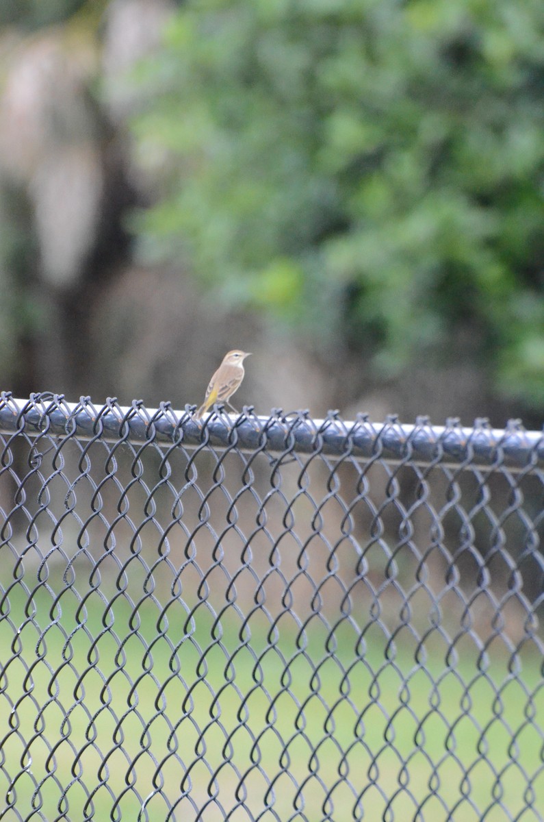 Palm Warbler - ML643884323