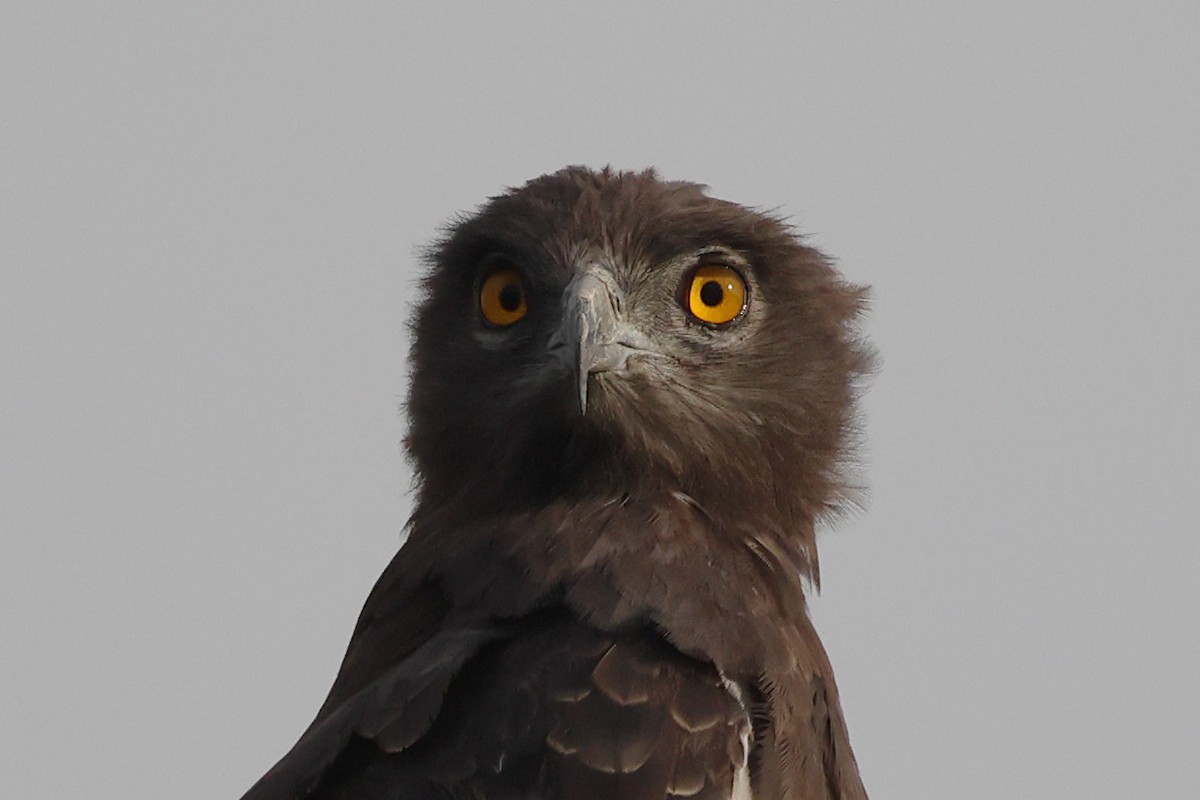 Black-chested Snake-Eagle - ML643884325