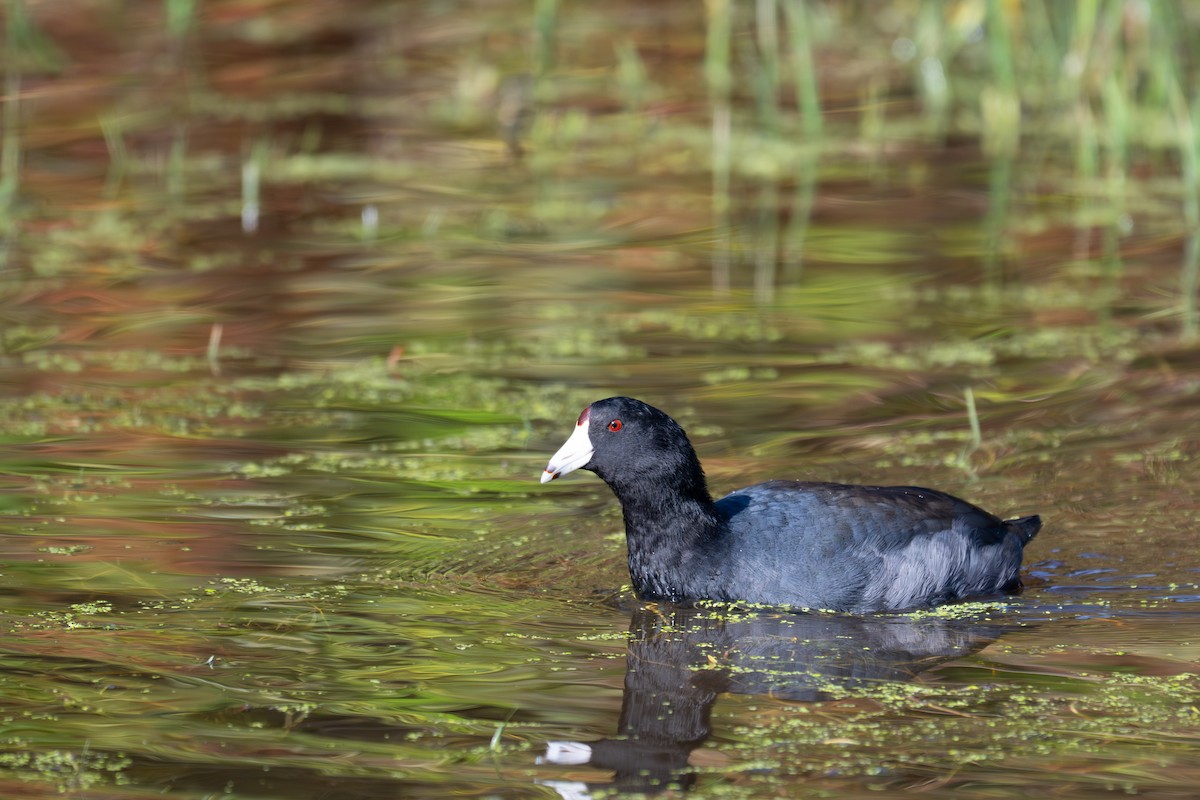 American Coot (Red-shielded) - ML643884381