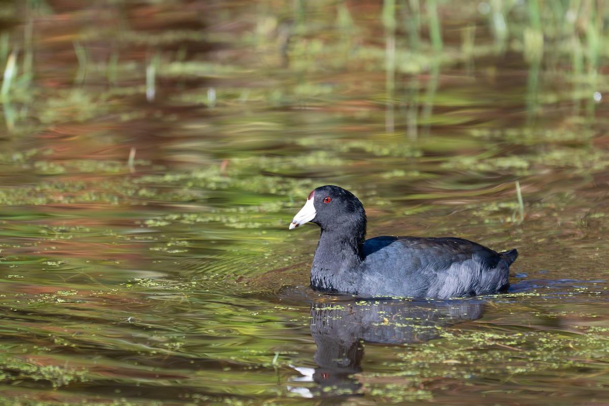 American Coot (Red-shielded) - ML643884382