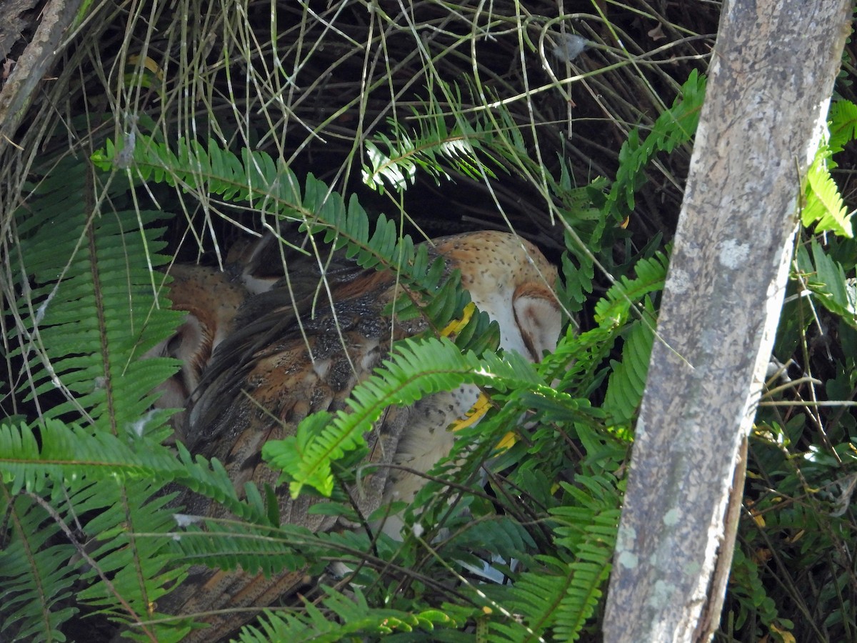 American Barn Owl - ML643884412