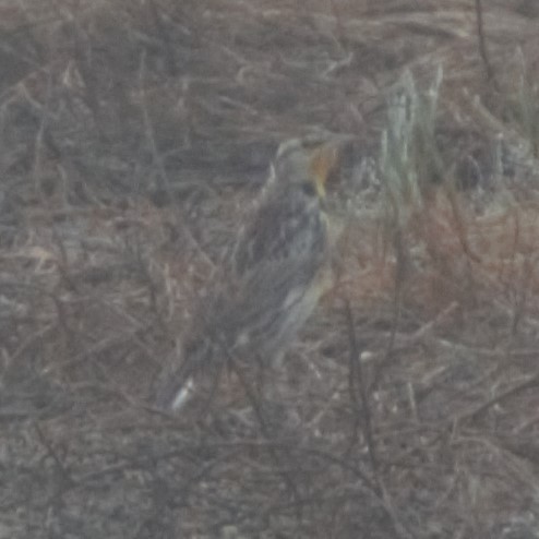 Western Meadowlark - ML643884415