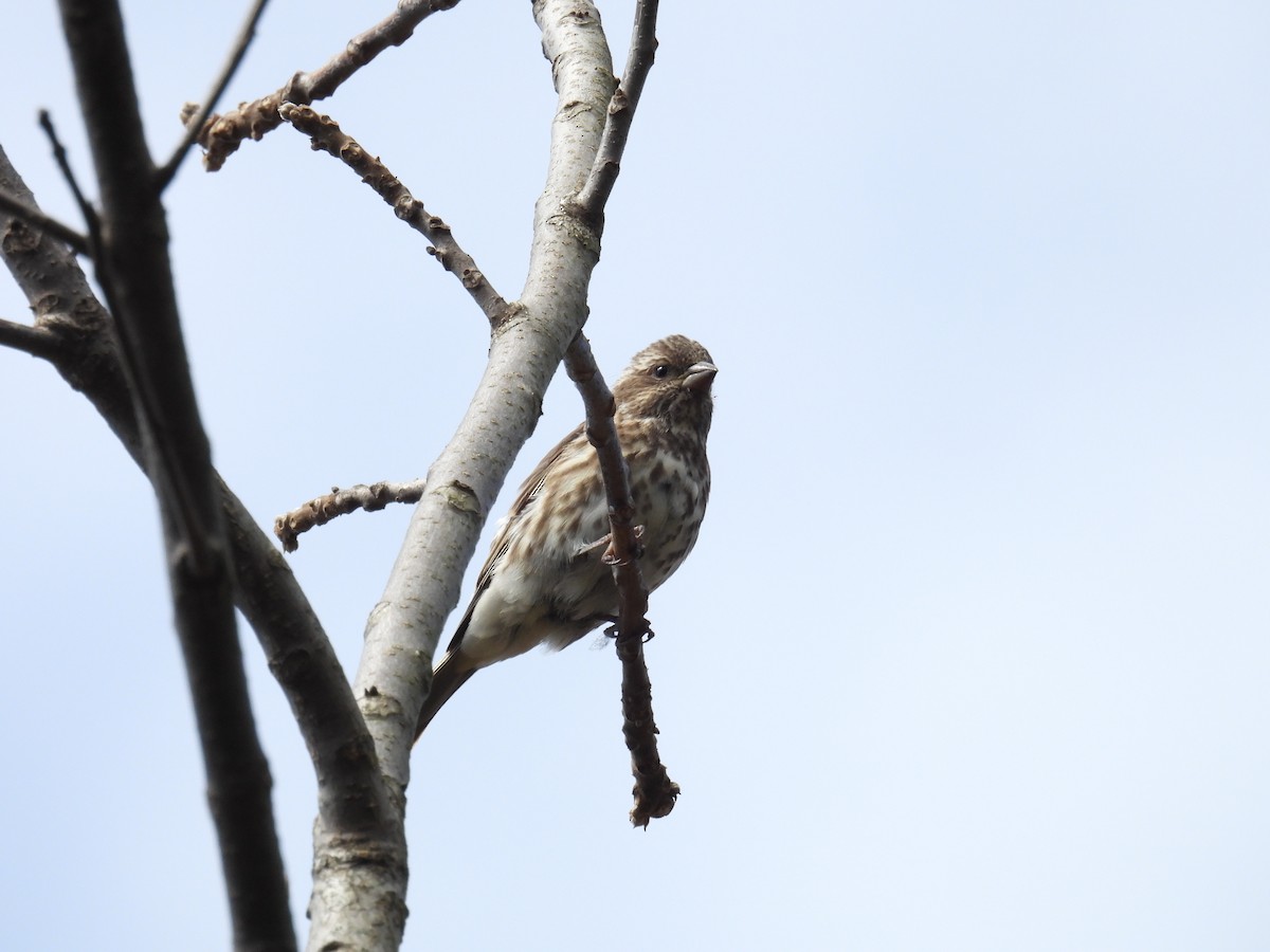 Purple Finch - ML643884423