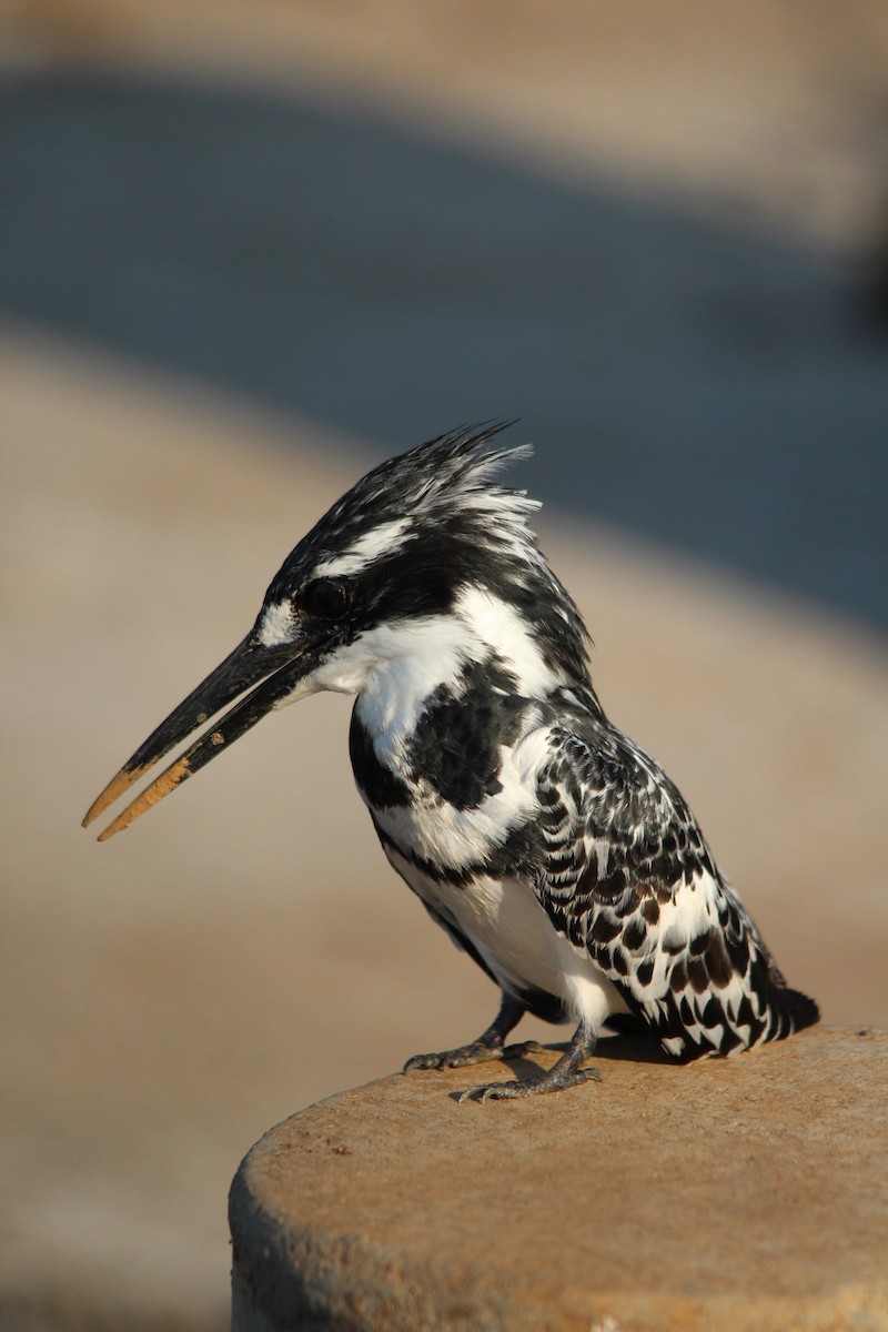 Pied Kingfisher - ML643884435